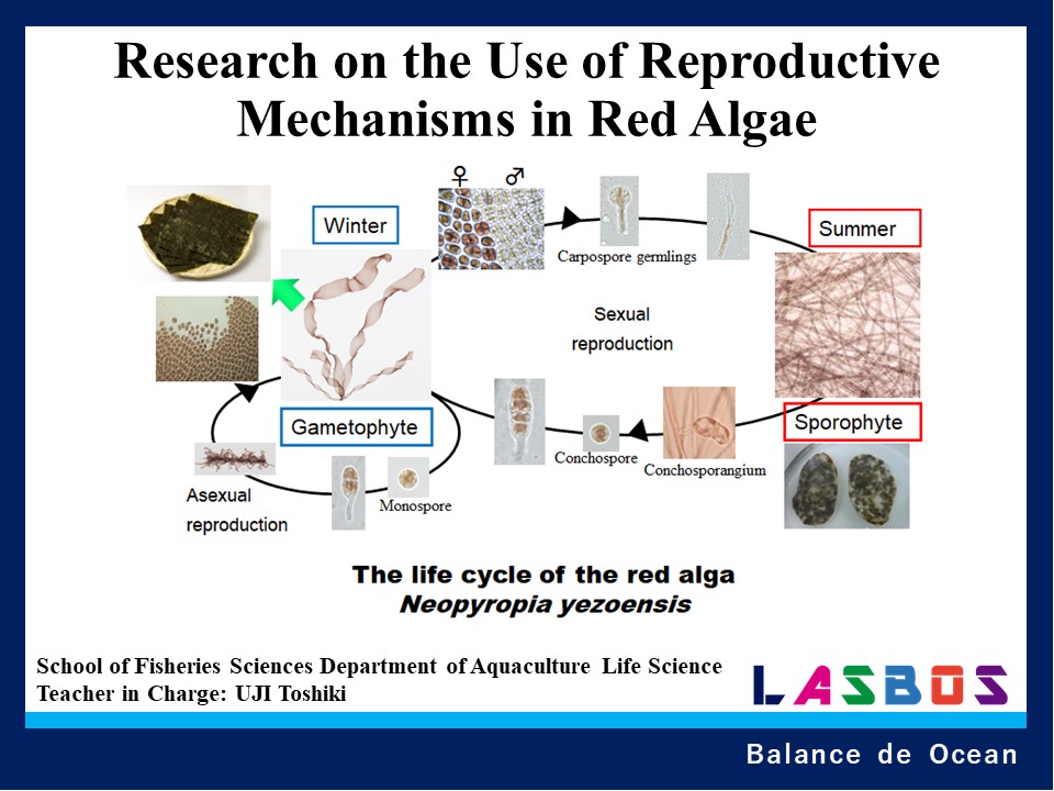 Research on the Use of Reproductive Mechanisms in Red Algae
