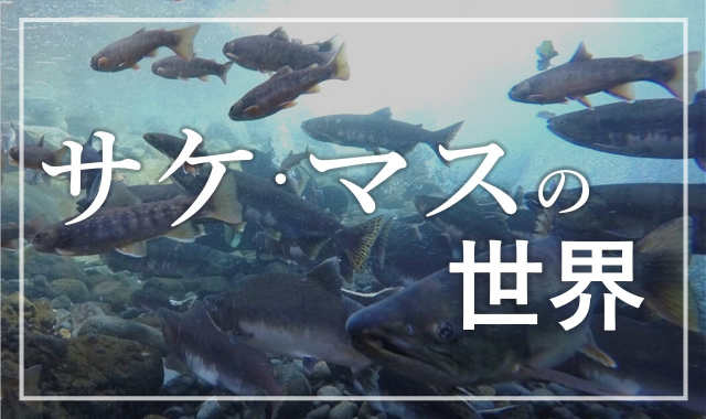 Course Image サケ・マスの世界 World of salmon and trout