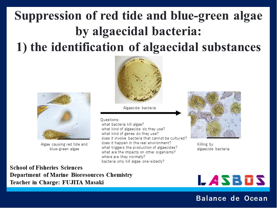 Suppression of red tide and blue-green algae 
by algaecidal bacteria: 
1) the identification of algaecidal substances

