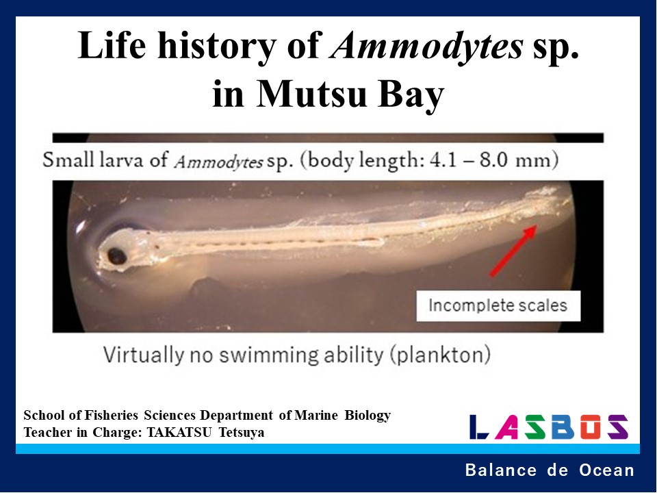 Life history of Ammodytes sp. in Mutsu Bay