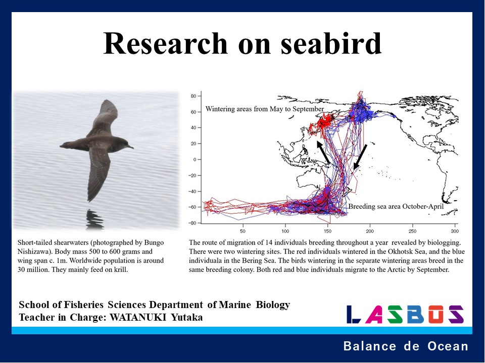 Research on seabird