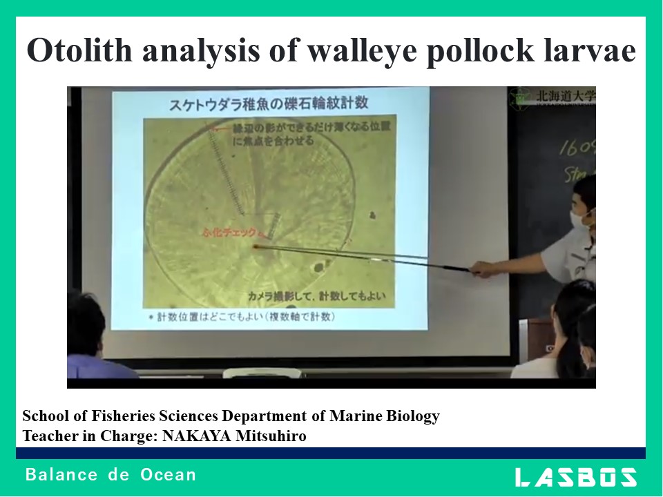 Otolith analysis of walleye pollock larvae
  