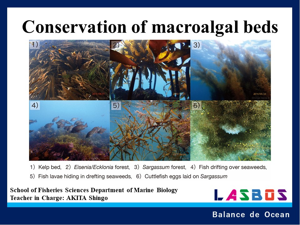 Conservation of macroalgal beds