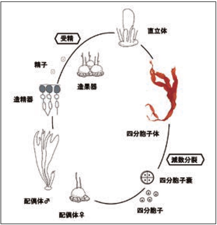 図2.　ダルスの生活史　図：安井肇（昭55ゾ）提供