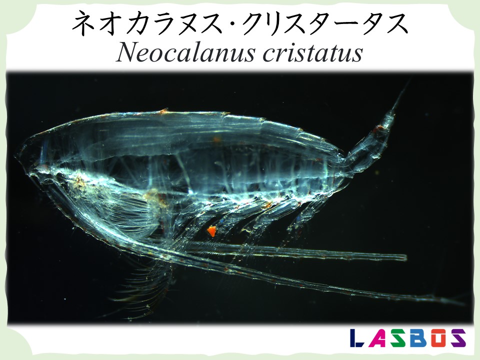 neocalanus cristatus