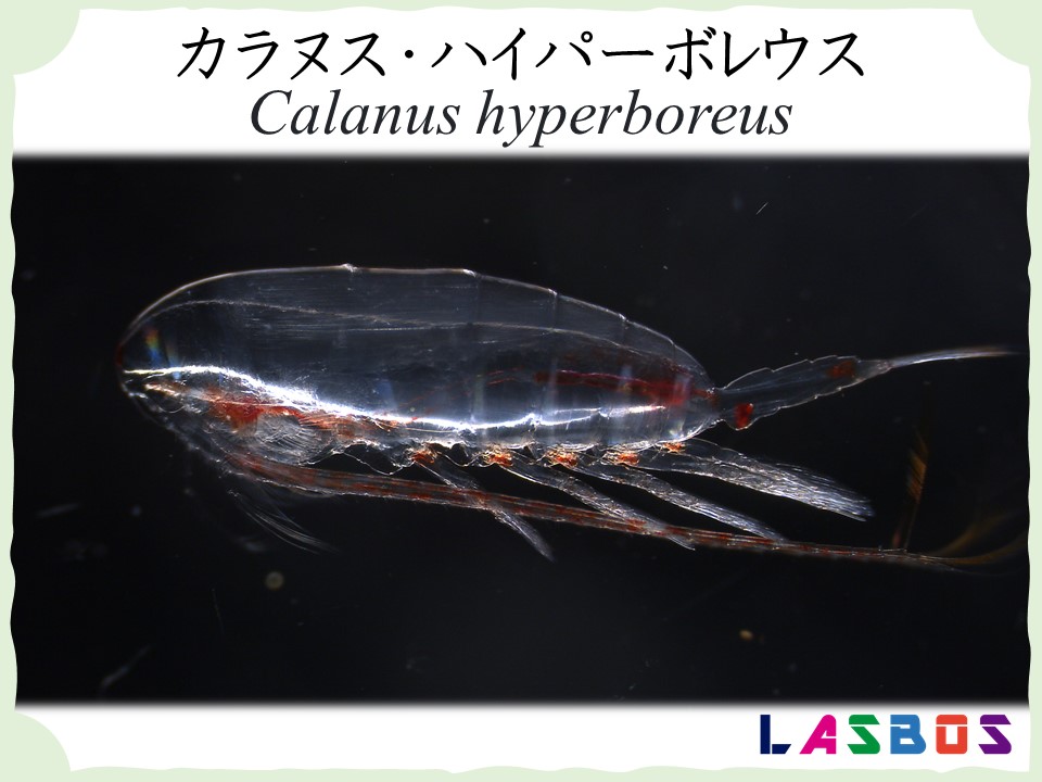 calanus hyperboreus