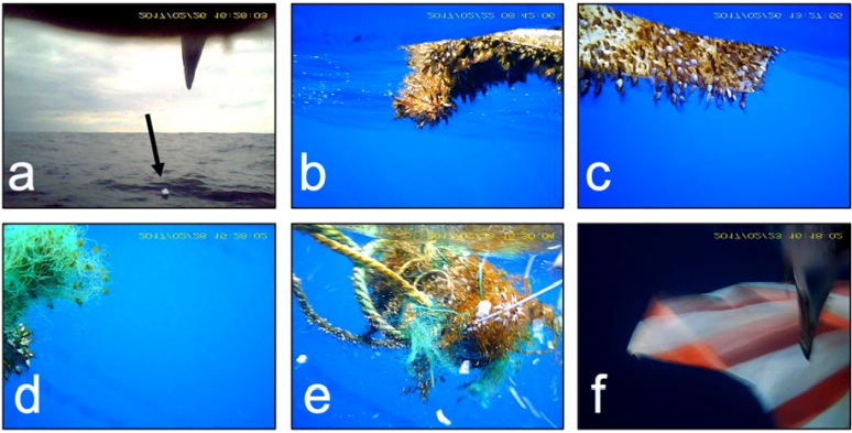 Examples of marine debris recorded by video-loggers fitted on black-footed albatrosses