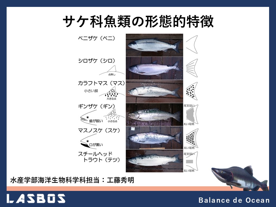 サケ科魚類の形態的特徴
