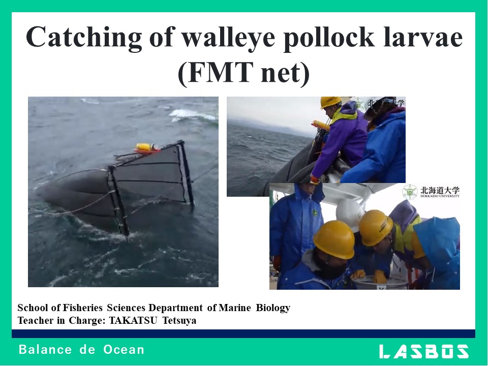 Catching of walleye pollock larvae (FMT net)
    