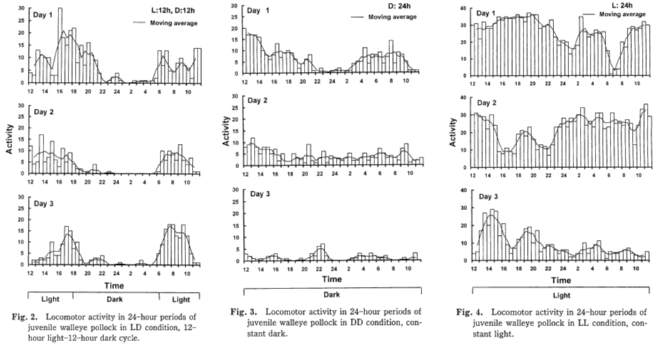 Locomotor activity in 24-hour periods of juvenile walleye pollock