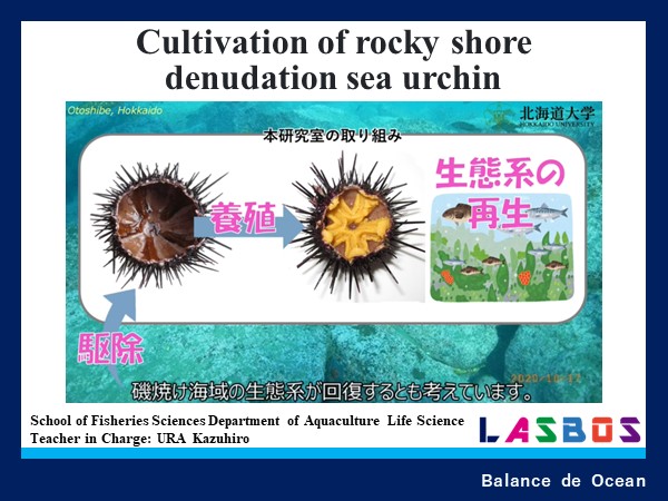 Cultivation of rocky shore denudation sea urchin