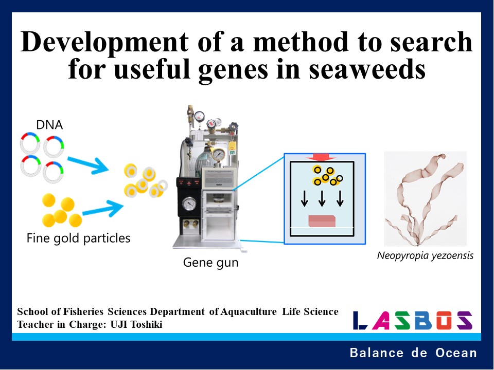 Development of a method to search for useful genes in seaweeds