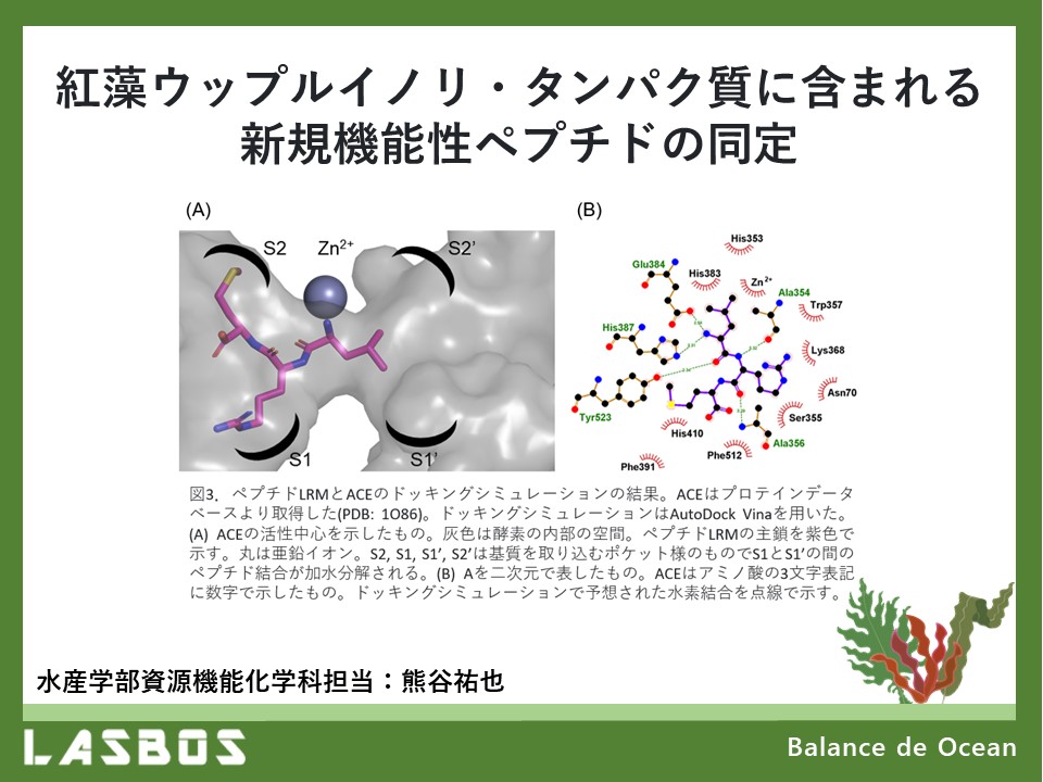 紅藻ウップルイノリ・タンパク質に含まれる新規機能性ペプチドの同定