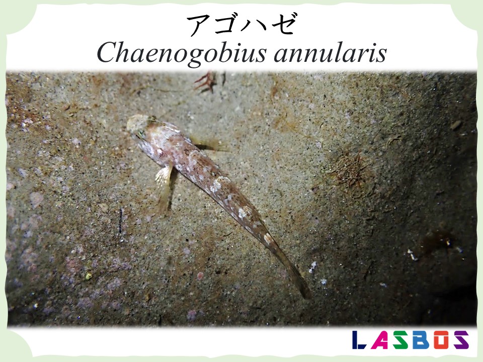 アゴハゼ Chaenogobius annularis