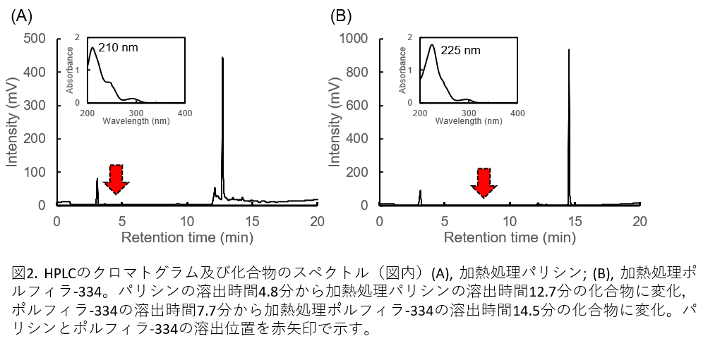 図2. HPLCのクロマトグラム及び化合物のスペクトル（図内）(A), 加熱処理パリシン; (B), 加熱処理ポルフィラ-334。パリシンの溶出時間4.8分から加熱処理パリシンの溶出時間12.7分の化合物に変化，ポルフィラ-334の溶出時間7.7分か
