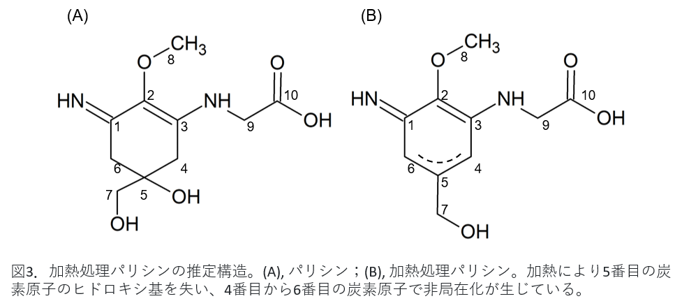 図3．加熱処理パリシンの推定構造。(A), パリシン；(B), 加熱処理パリシン。加熱により5番目の炭素原子のヒドロキシ基を失い、4番目から6番目の炭素原子で非局在化が生じている。
