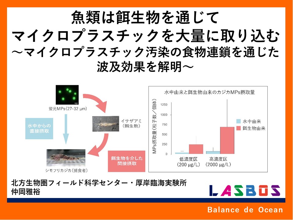 魚類は餌生物を通じてマイクロプラスチックを大量に取り込む