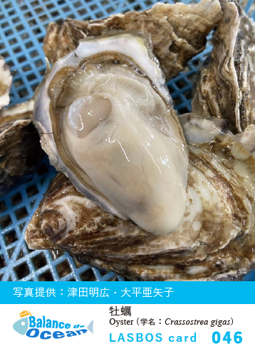 046_牡蠣 Oyster(𝘊𝘳𝘢𝘴𝘴𝘰𝘴𝘵𝘳𝘦𝘢 𝘨𝘪𝘨𝘢𝘴)