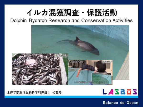 北海道におけるイルカ・クジラのストランディング調査および混獲について