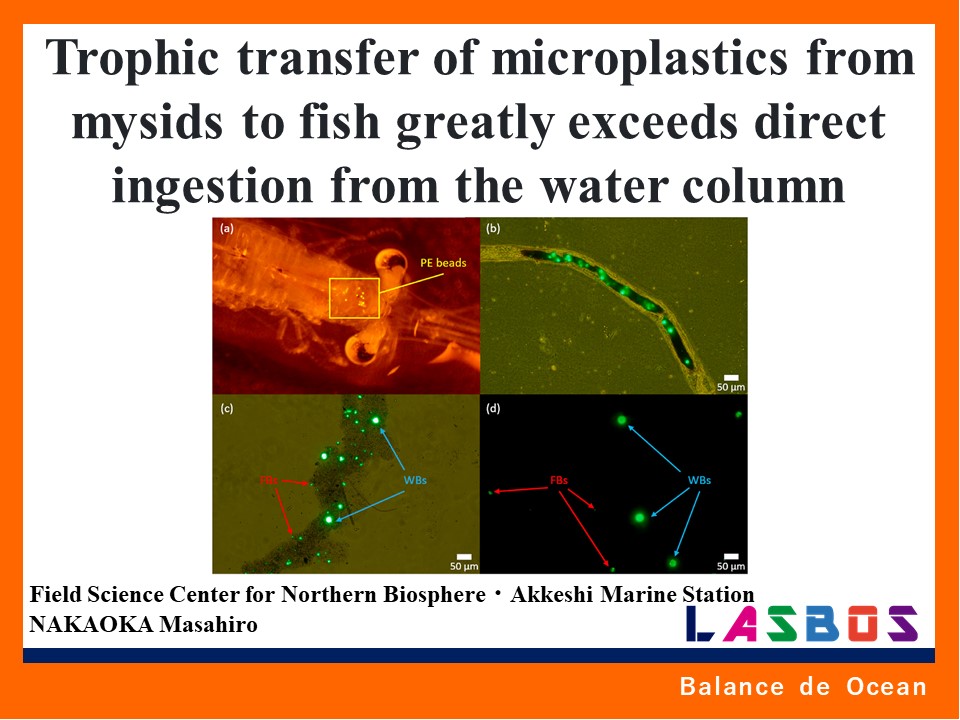 Trophic transfer of microplastics from mysids to fish greatly exceeds direct ingestion from the water columnFSC