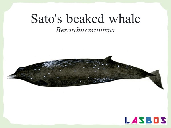 Sato's beaked whale