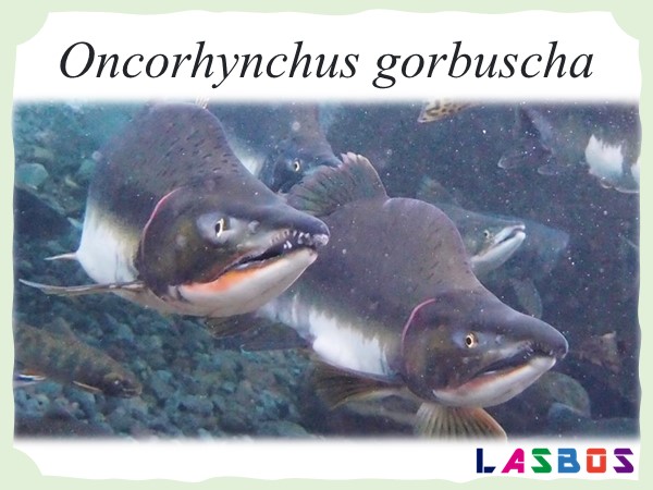 Oncorhynchus gorbuscha