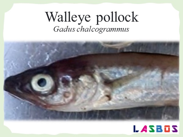 Walleye pollock