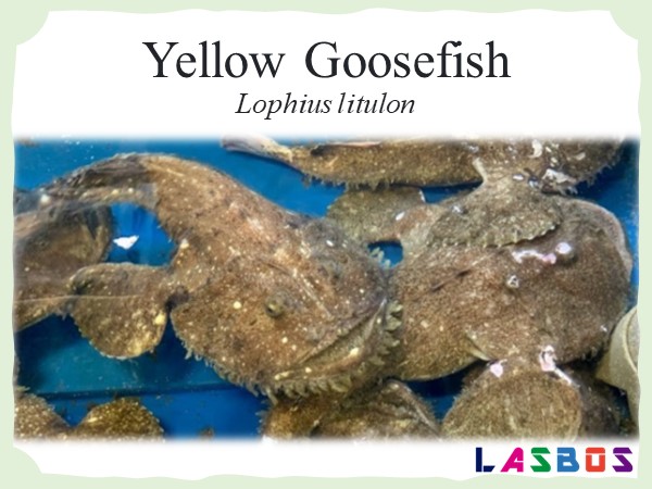 Yellow Goosefish
