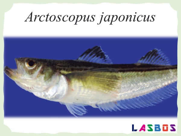 Arctoscopus japonicus