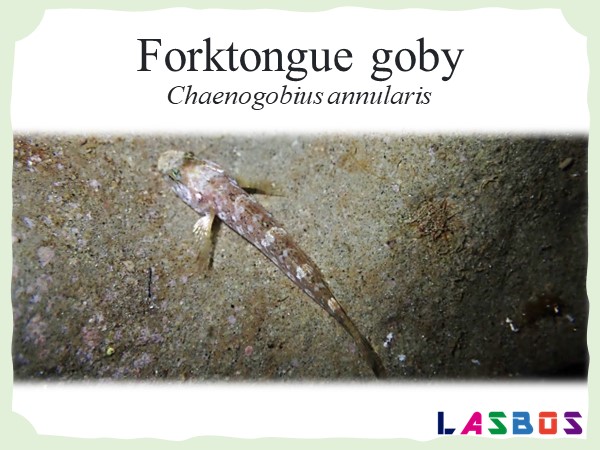 Forktongue goby