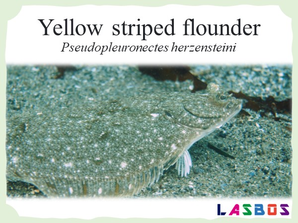 Yellow striped flounder
