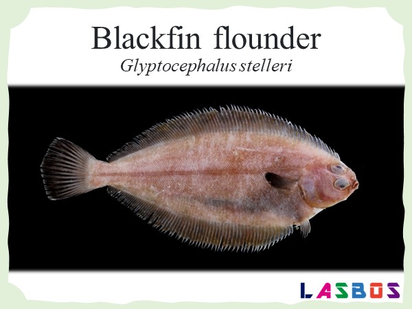 Blackfin flounder