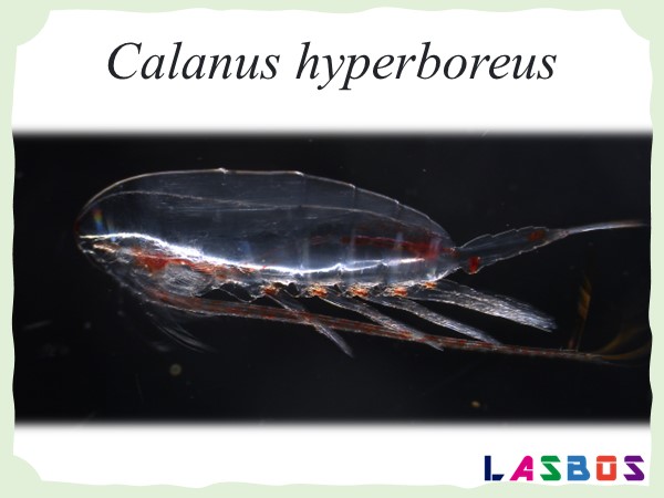 Calanus hyperboreus