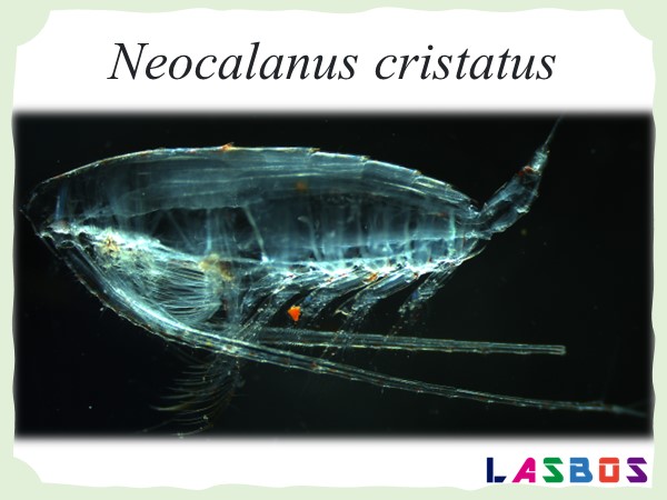 Neocalanus cristatus