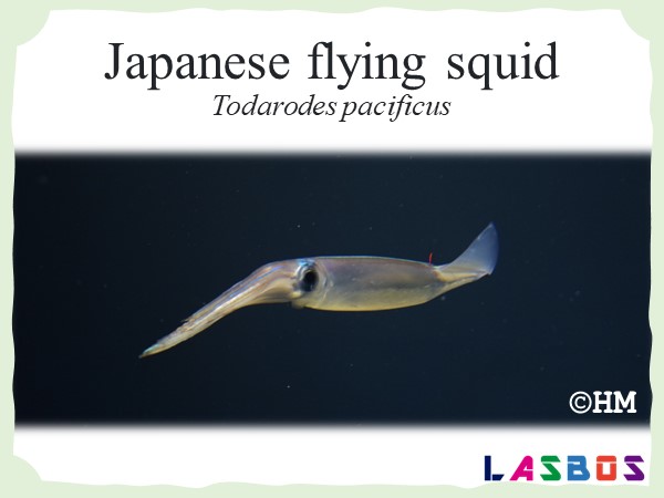 Japanese flying squid