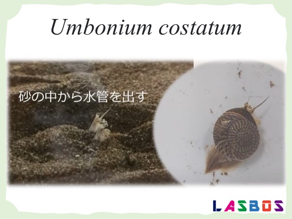 Umbonium costatum