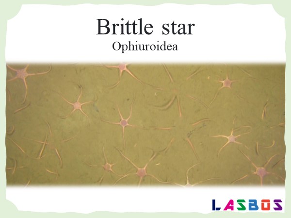 Brittle star