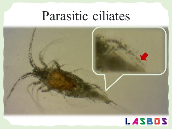 Parasitic ciliates