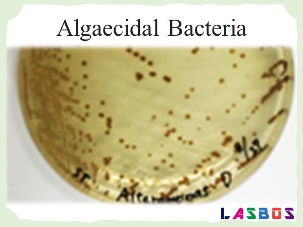 Algaecidal Bacteria