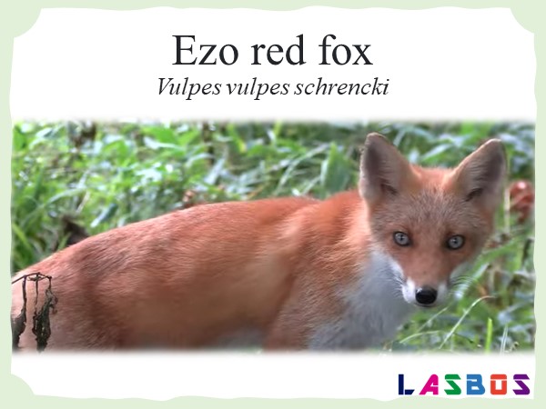 Ezo red fox
