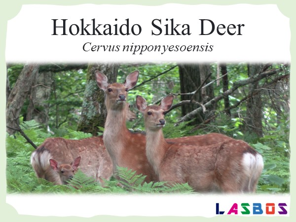 Hokkaido Sika Deer