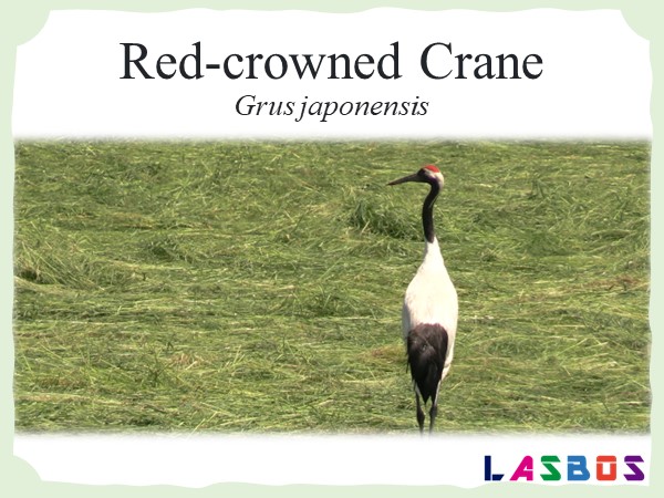Red-crowned Crane
