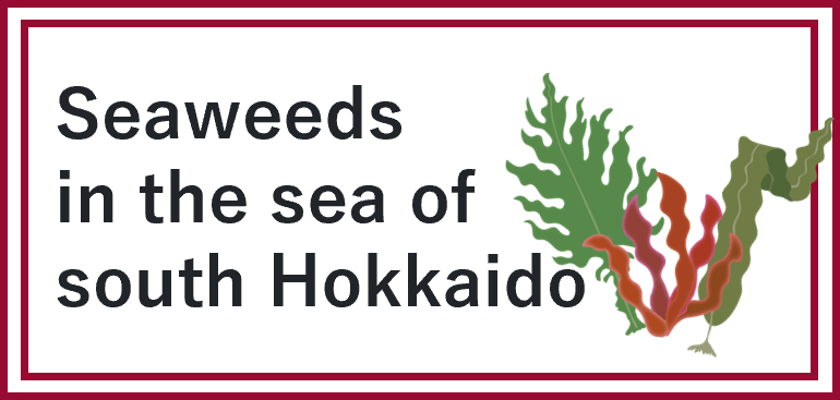 Seaweeds in the sea of south Hokkaido