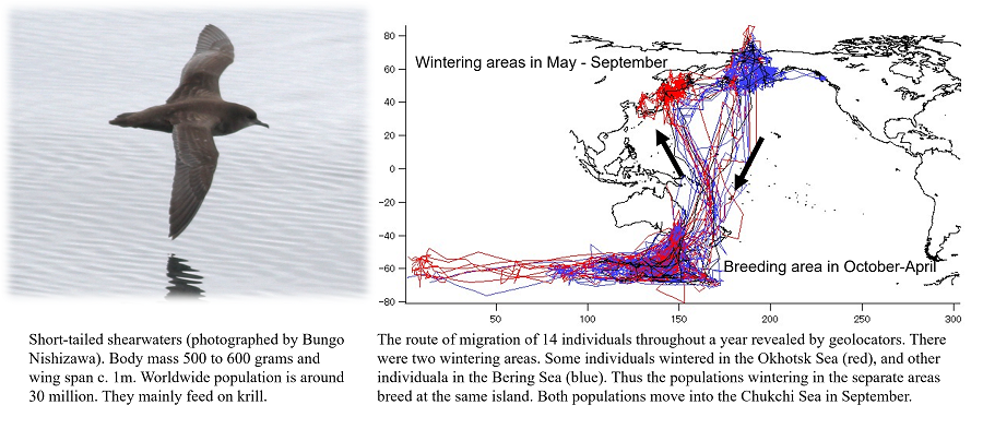 Short-tailed shearwaters and the route of migration of 14 individuals