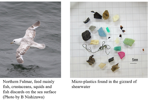 Northern Fulmar, Micro-plastics found in the gizzard of shearwater