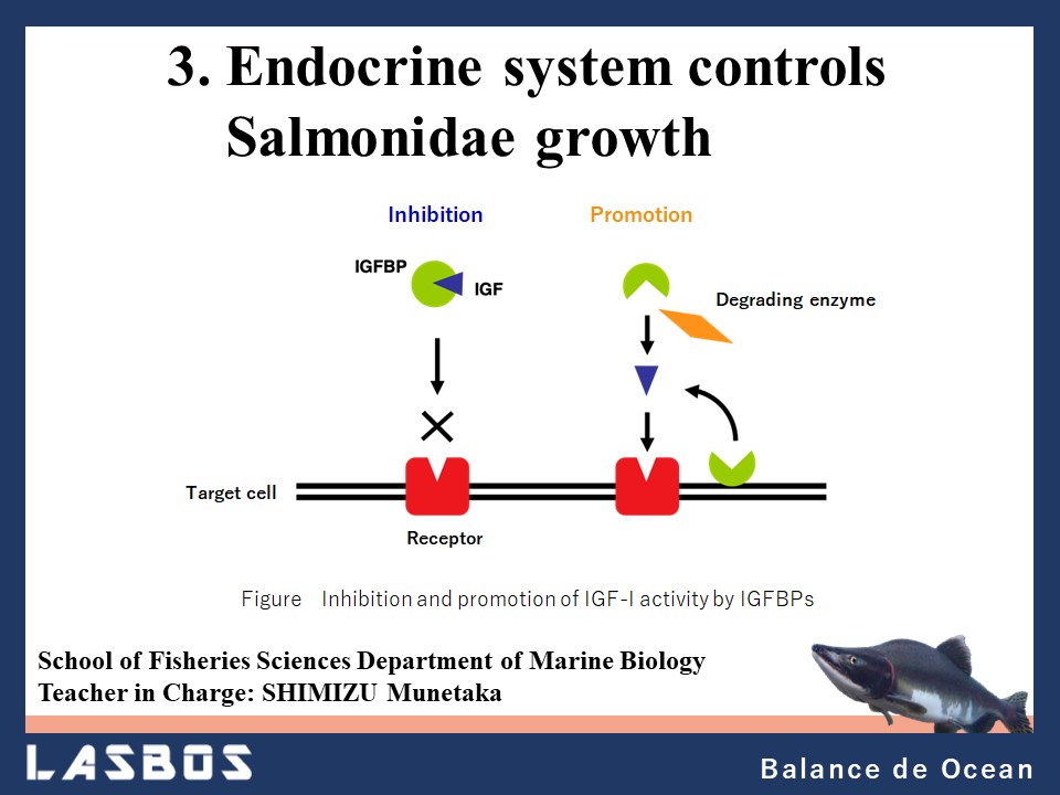 3.endocrine system controls Salmonidae growth