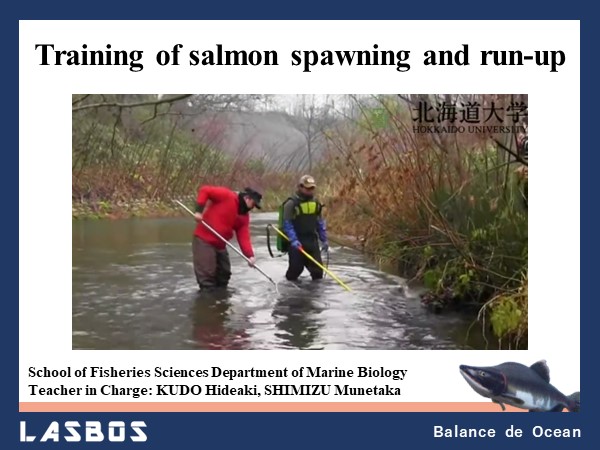 Training of salmon spawning and run-up