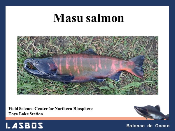 Masu salmon