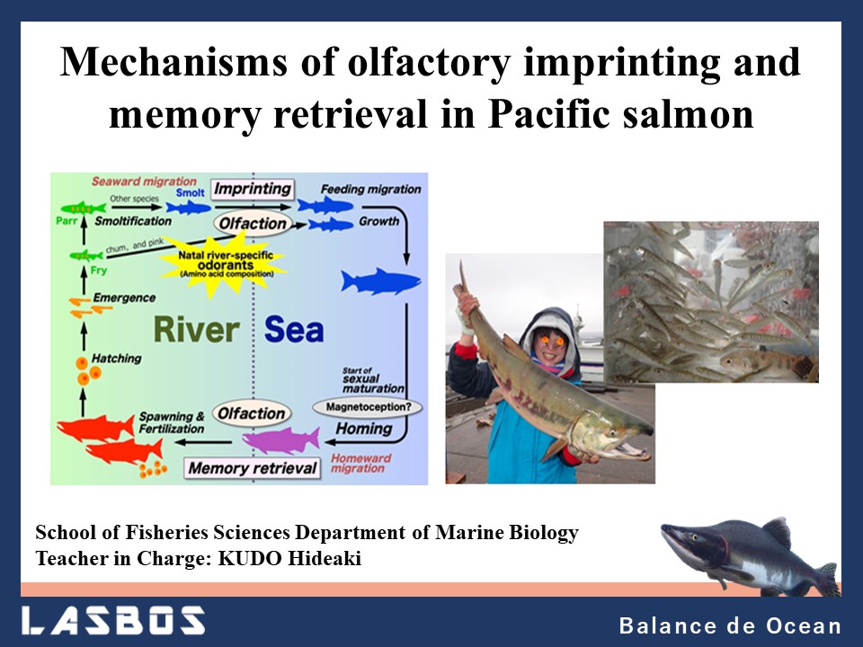 Mechanisms of olfactory imprinting and memory retrieval in Pacific salmon