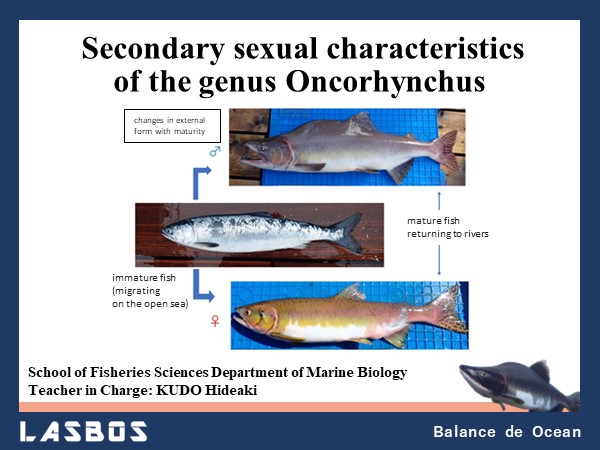 Secondary sexual characteristics of fish of the genus Oncorhynchus